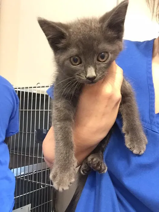 Vestavia Animal Clinic Picture 9