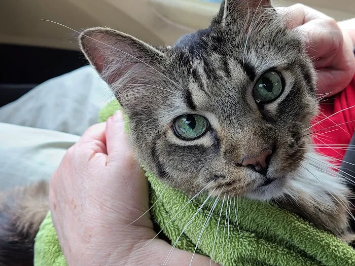 Vestavia Animal Clinic Picture 10