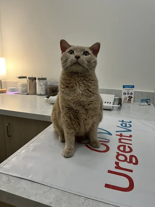 UrgentVet Picture 1