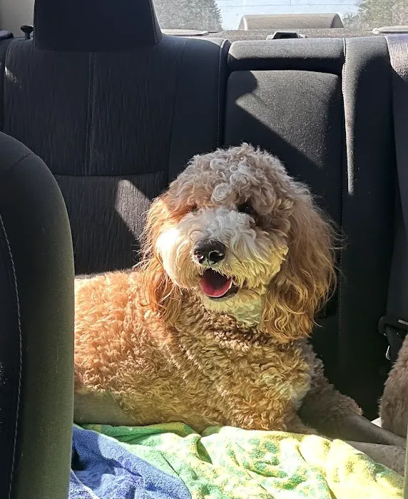 Steel City Emergency Vets Picture 4