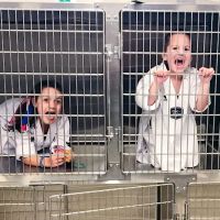 Steel City Emergency Vets ico