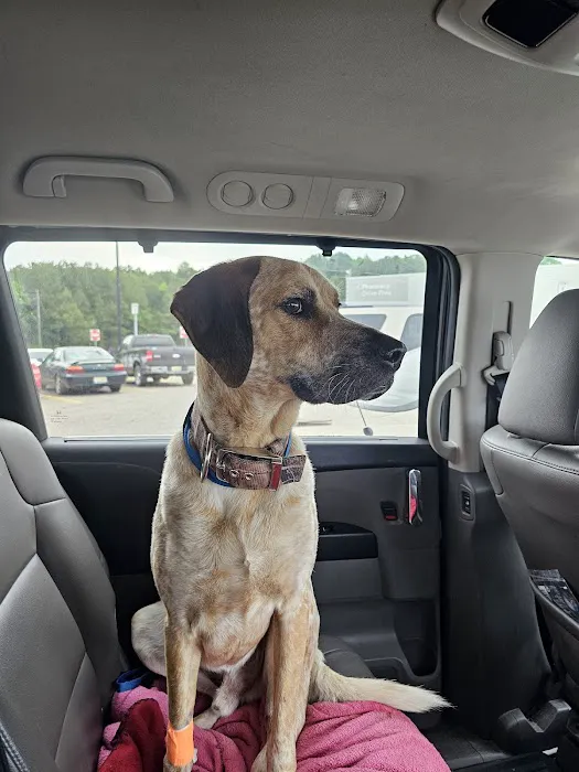 Steel City Emergency Vets Picture 2