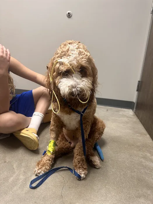 Steel City Emergency Vets Picture 6