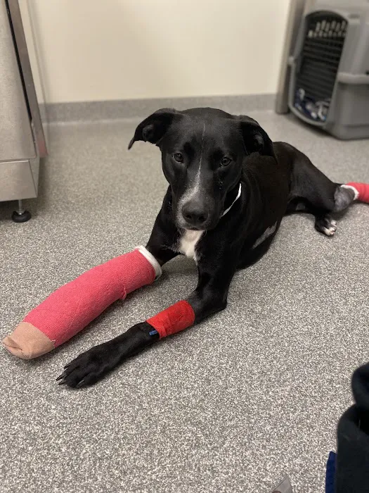 Steel City Emergency Vets Picture 9