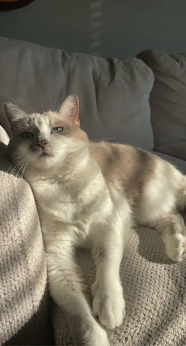 Steel City Emergency Vets Picture 10