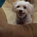 Compassionate Crossings