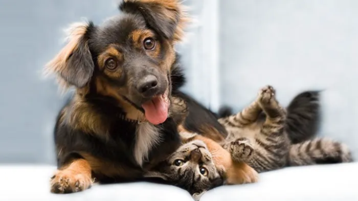 Humboldt Veterinary Clinic, P.C. Picture 1