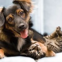 Humboldt Veterinary Clinic, P.C. ico