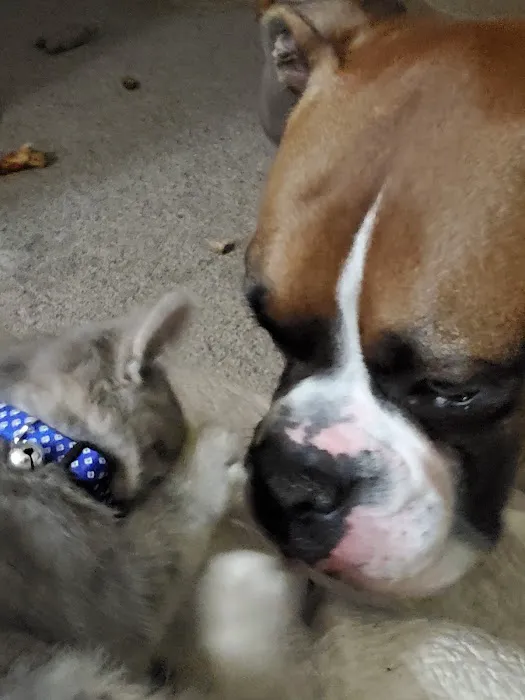 Town Veterinary Clinic Picture 3