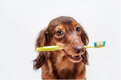 Manson Veterinary Clinic Picture 3