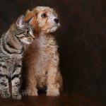 Manson Veterinary Clinic