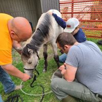 Swiss Farm Veterinary ico