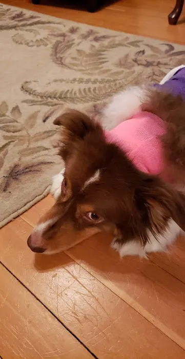 Swiss Farm Veterinary Picture 2