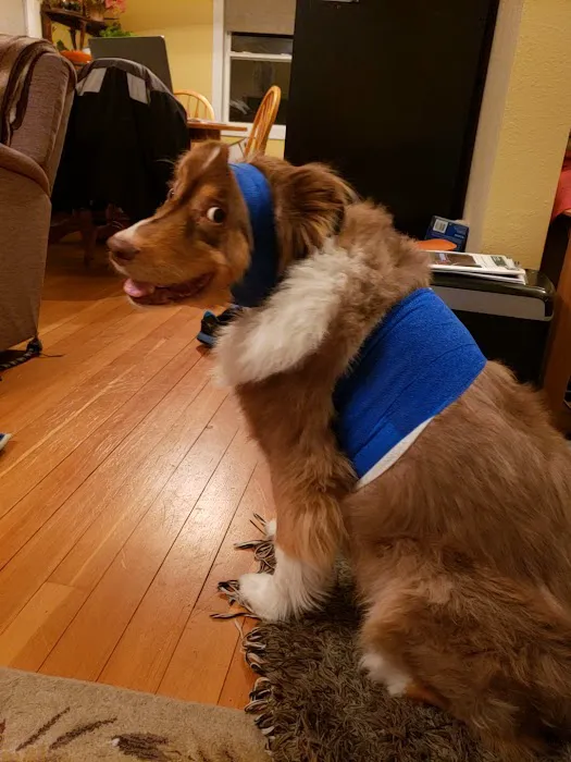 Swiss Farm Veterinary Picture 6