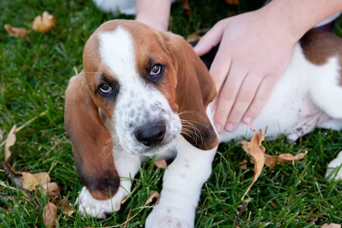 Swiss Farm Veterinary Picture 10