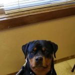 Helping Hands Veterinary Clinc