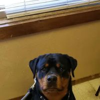 Helping Hands Veterinary Clinc ico