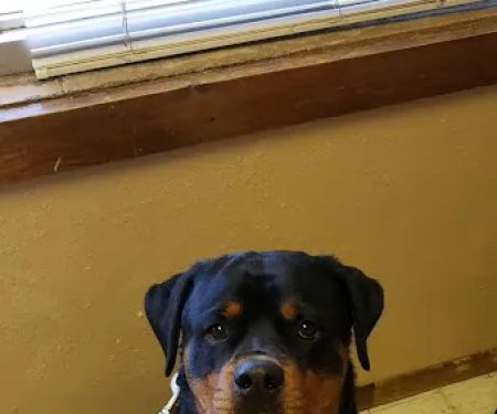 Helping Hands Veterinary Clinc