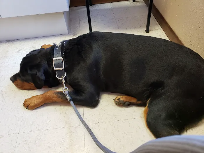 Helping Hands Veterinary Clinc Picture 2