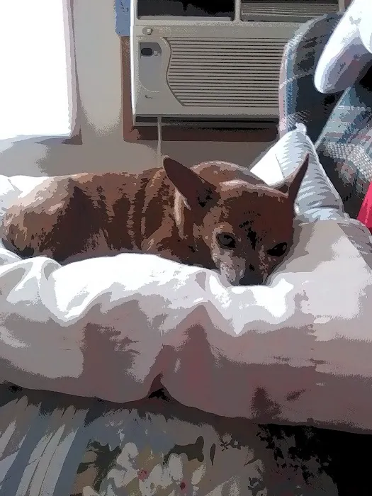 Helping Hands Veterinary Clinc Picture 4