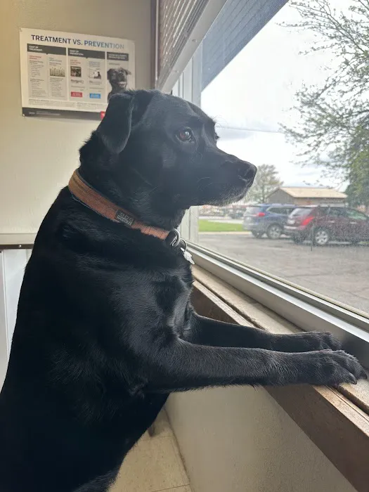 Helping Hands Veterinary Clinc Picture 3