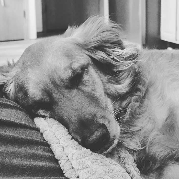 Helping Hands Veterinary Clinc Picture 7