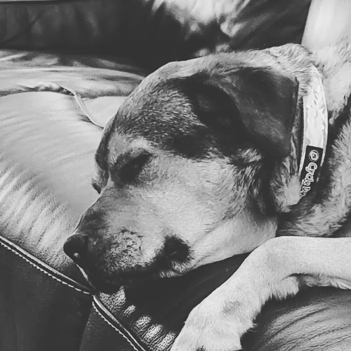 Helping Hands Veterinary Clinc Picture 6