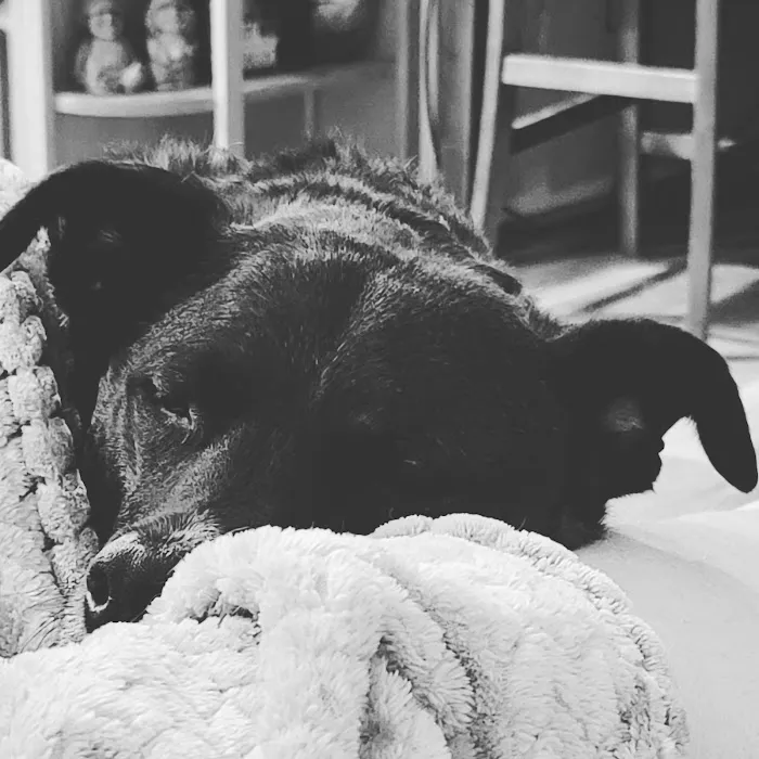 Helping Hands Veterinary Clinc Picture 5