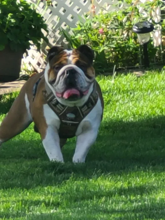 Helping Hands Veterinary Clinc Picture 10