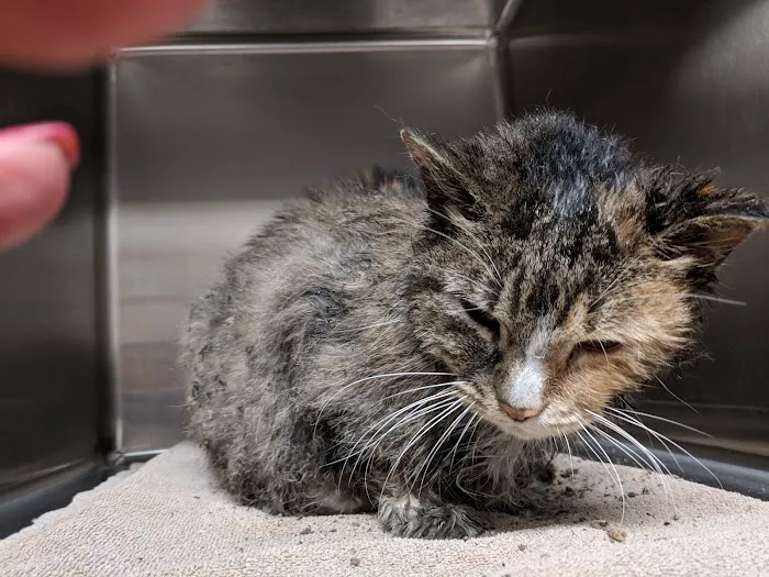 Helping Hands Veterinary Clinc Picture 8