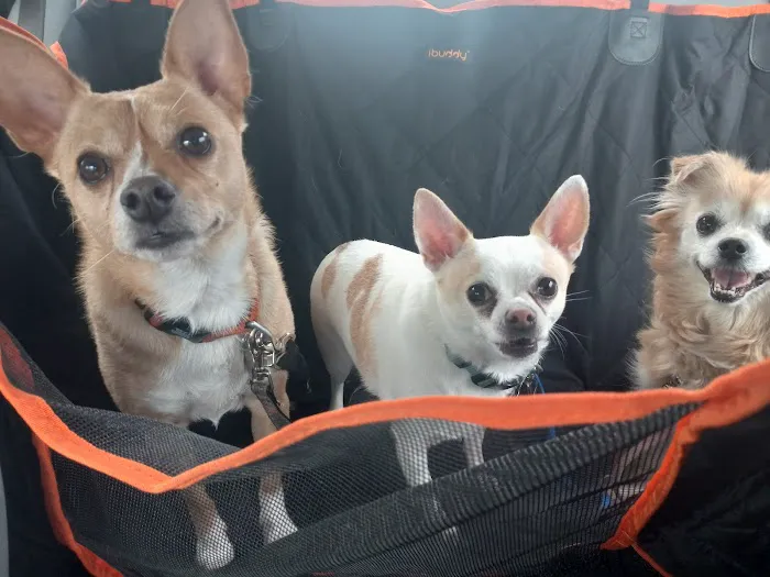 Helping Hands Veterinary Clinc Picture 9