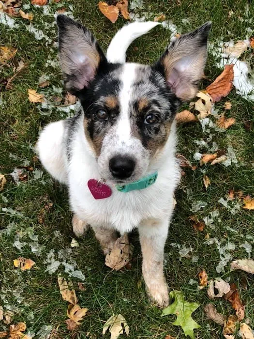 Boone Veterinary Hospital Picture 1