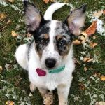 Boone Veterinary Hospital