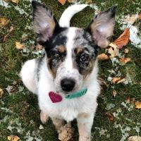 Boone Veterinary Hospital ico