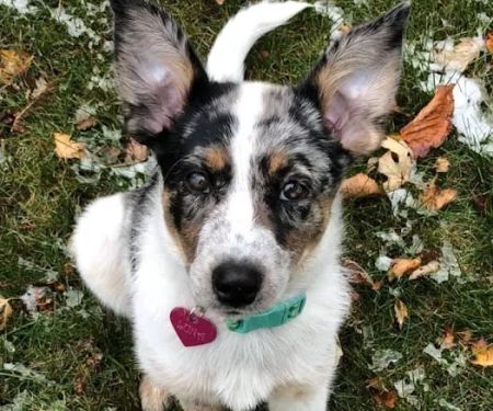 Boone Veterinary Hospital