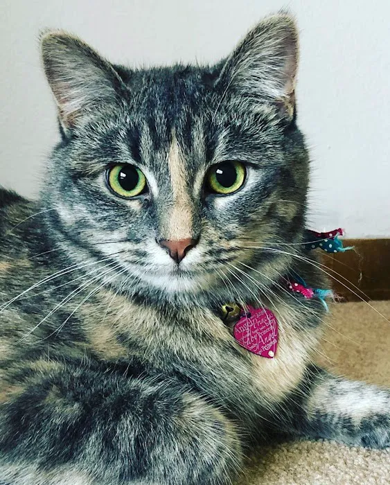 Boone Veterinary Hospital Picture 2