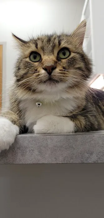 Boone Veterinary Hospital Picture 4