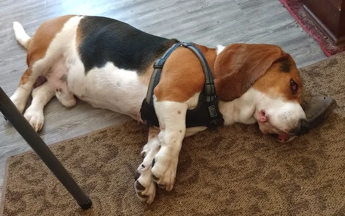 Boone Veterinary Hospital Picture 7