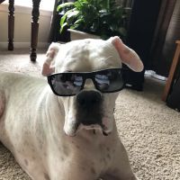 Polk City Veterinary Hospital ico