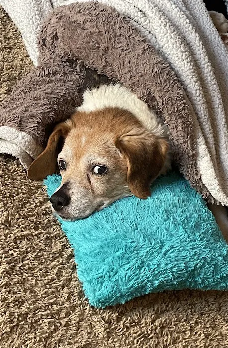 Polk City Veterinary Hospital Picture 2