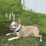 Animal Health Center of Knoxville