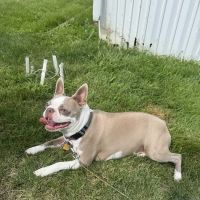 Animal Health Center of Knoxville ico