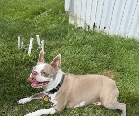 Animal Health Center of Knoxville