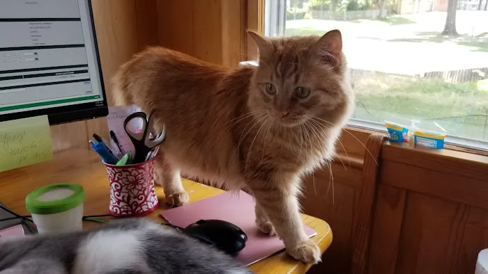 Animal Health Center of Knoxville Picture 3