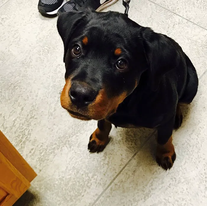 Animal Health Center of Knoxville Picture 8