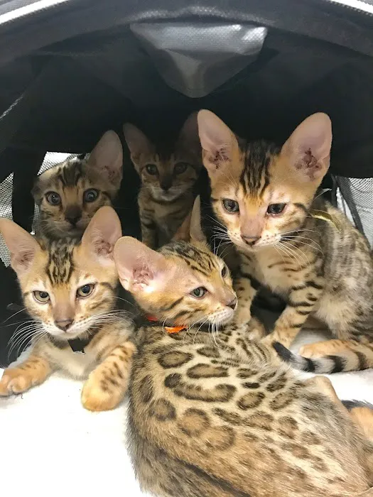 Animal Health Center of Knoxville Picture 7