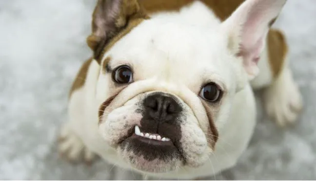 Knoxville Veterinary Knoxville Il Picture 3