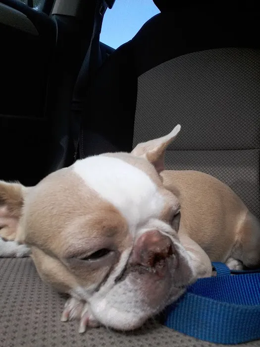 Knoxville Veterinary Knoxville Il Picture 7