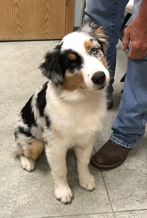 Animal Health Center of Oskaloosa Picture 4