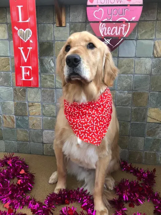 Oskaloosa Small Animal Veterinary Clinic Picture 3